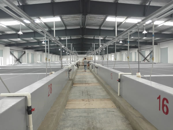 蝦苗養殖池場(chǎng)區