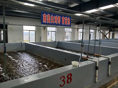 南美白對蝦育苗池02