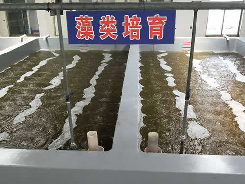 藻類(lèi)培育