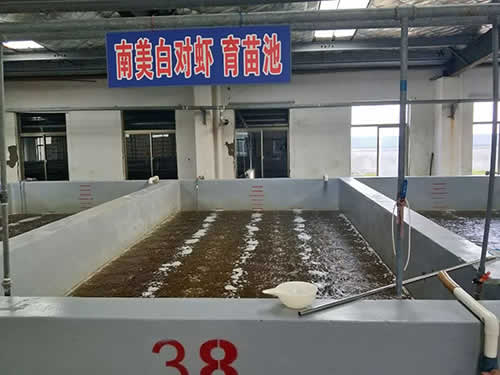 南美白對蝦育苗池01